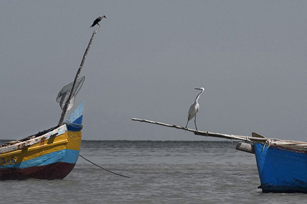 Foto: Arne Str&oslash;mme, "Hegre kr&aring;ke" 