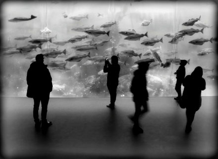 Foto: &copy; Abdelmuhaymin Abbas, "Atlanterhavsparken"