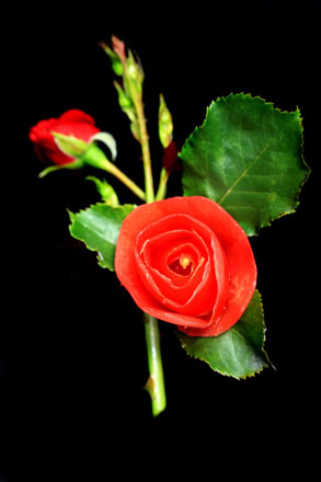 Foto: &copy; Abdelmuhaymin Abbas, "Blomsten av tomat"