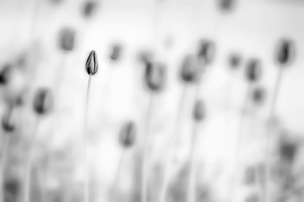 Foto: &copy; Abdelmuhaymin Abbas.