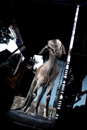 Foto: &copy; Arne Str&oslash;mme, "Geit".