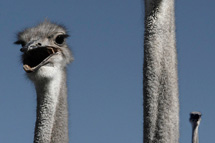 &Aring;rets fotograf 2007