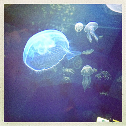 Foto: &copy; Agnieszka Szedera, "Meduser I"