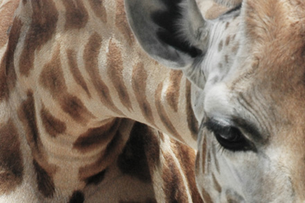 Foto: &copy; Berit Barlaup, "Giraff" 