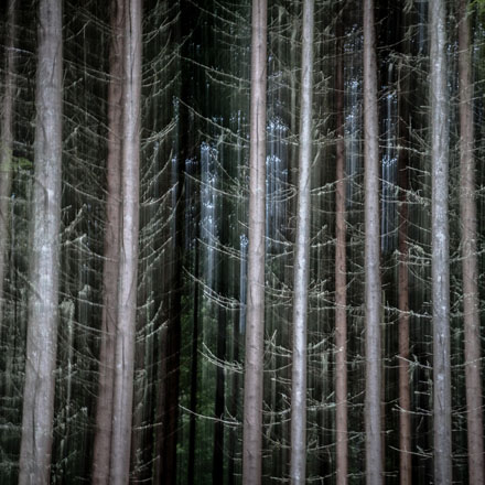 Foto: &copy; Bj&oslash;rn Ivar Haugen, "Bare gran"