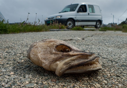 Foto: &copy; Bj&oslash;rn Ivar Haugen, "Breiflabb i landligge"