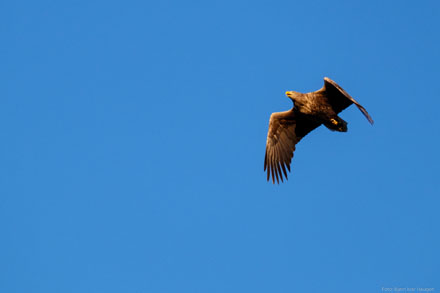 Foto: &copy; Bj&oslash;rn Ivar Haugen