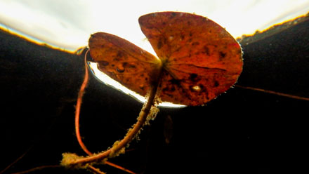 Foto: &copy; Bj&oslash;rn Ivar Haugen, "H&oslash;st i dammen"
