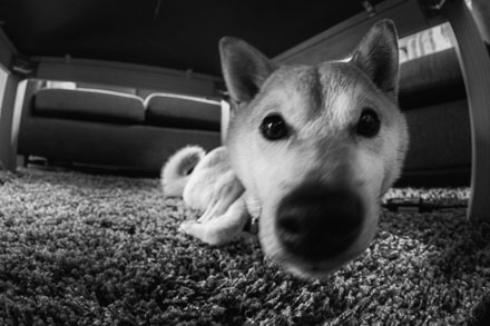 Foto: &copy; Bj&oslash;rn Ivar Haugen, "I lag med Passopp"