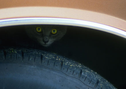 Foto: &copy; Bj&oslash;rn Ivar Haugen, "Katt i skjul" 