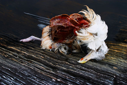 Foto: &copy; Bj&oslash;rn Ivar Haugen, "M&aring;kekadaver"