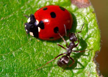 Foto: &copy; Bj&oslash;rn Ivar Haugen, "N&aelig;rkamp"