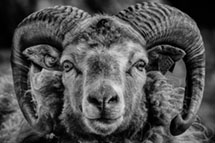 Klikk her for de premierte bildene fra denne runden