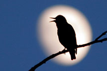 Foto: &copy; Bjarne Nyg&aring;rd, "Bl&aring;tt1"