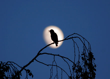 Bl&aring;tt1 - Foto: Bjarne Nyg&aring;rd