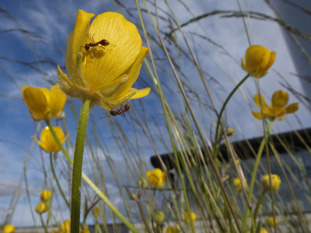 Foto: &copy; Bjarne Nyg&aring;rd 