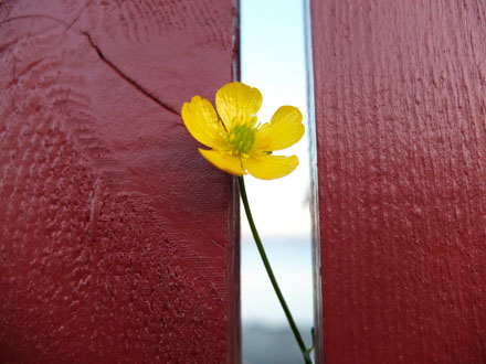 Foto: &copy; Bjarne Nyg&aring;rd