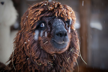 Foto: &copy; Belinda Ren&egrave;e Dragset, "Du store alpakka"