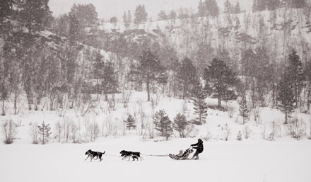 Foto: &copy; Belinda Ren&egrave;e Dragset, "Hundeslede"