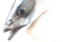 &Aring;rets bilde 2010