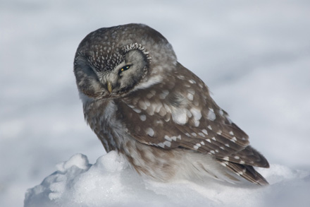 Foto: &copy; Dag Johnsrud, "Perleugle"