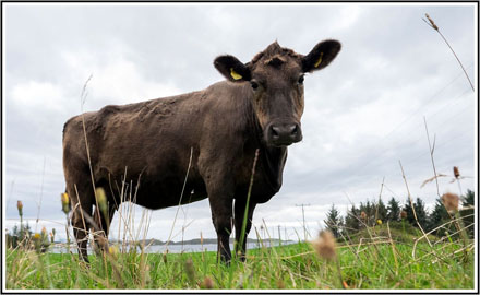 Foto: &copy; Eivind Sverre &Aring;slid, "Gul nr 0462"
