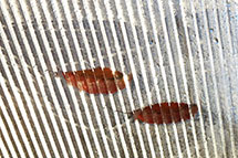 Klikk her for de premierte bildene fra denne runden