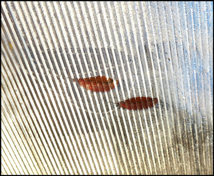 Foto: &copy; Eivind Sverre &Aring;slid, "H&oslash;stlepper"