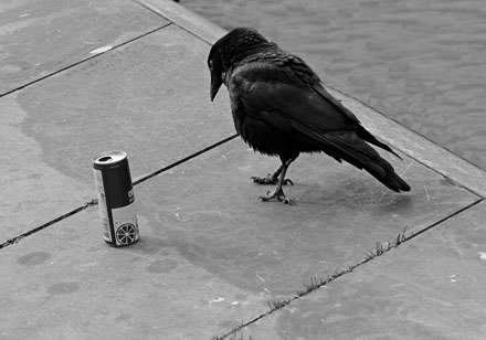 Foto: &copy; Eivind Sverre &Aring;slid, "Nysgjerrig"