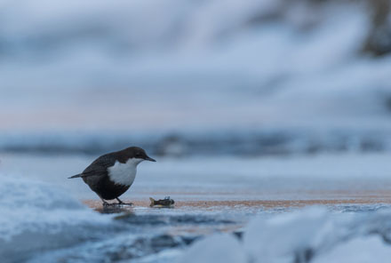 Foto: &copy; Eva Frisnes , "Fossekallen"