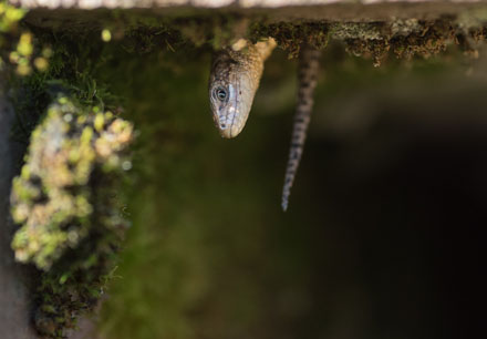 Foto: &copy; Eva Frisnes , "Her henger jeg"