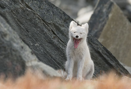 Foto: &copy; Eva Frisnes, "Tr&oslash;ttis"