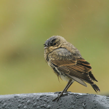 Foto: &copy; Eli Sunde Eidskrem, "Juvenil"