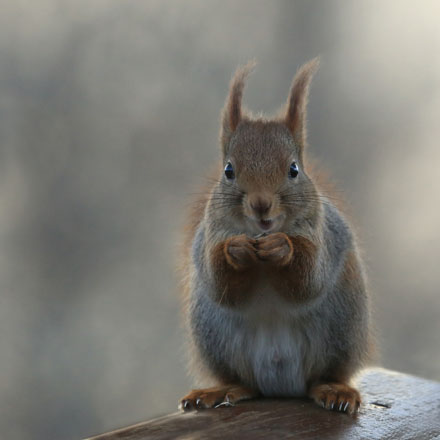 Foto: &copy; Eli Sunde Eidskrem, "Smiley"	