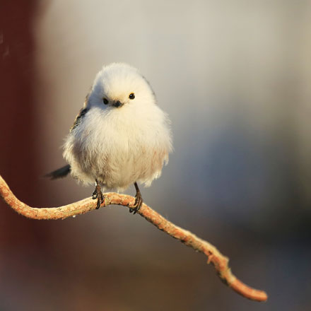 Foto: &copy; Eli Sunde Eidskrem, "Stjertmeis"