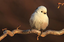 Klikk her for de premierte bildene fra denne runden