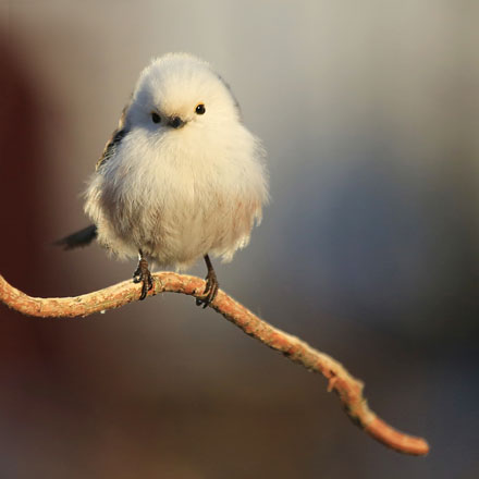 Foto: &copy; Eli Sunde Eidskrem, "Sweetie"