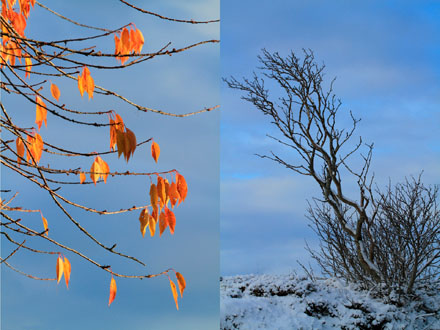 Foto: &copy; Eli Sunde Eidskrem, "Tr&aelig;r"