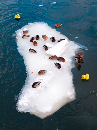 Foto: &copy; Jonas Hallberg Eggen, "Badeender"