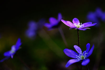 Foto: &copy; Jonas Hallberg Eggen, "Bl&aring;veis"