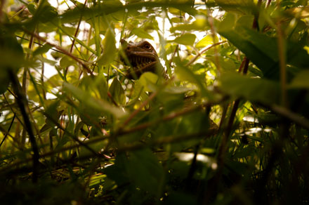 Foto: &copy; Jonas Hallberg Eggen, "Gjemt i buskene"