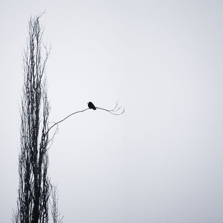 Foto: &copy; Jonas Hallberg Eggen, "Gren"