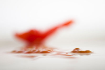 Foto: &copy; Jonas Hallberg Eggen, "Tomatosaurus"