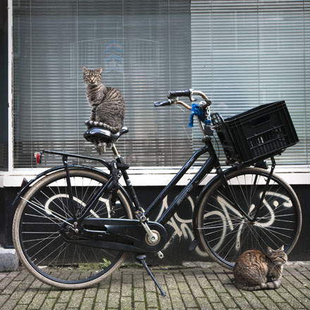 Foto: &copy; Jonas Hallberg Eggen, "Trone"