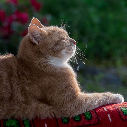 Foto: &copy; Leif Erling Aasan, "&hellip; &aring; kjenne sola varme" 