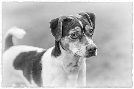 Foto: &copy; Leif Erling Aasan, "Bruno"