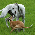 Foto: &copy; Leif Erling Aasan, "Du har'n!"