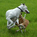 Foto: &copy; Leif Erling Aasan, "Du har'n!"