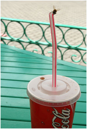 Foto: &copy; Leif Erling Aasan, "... en cola"