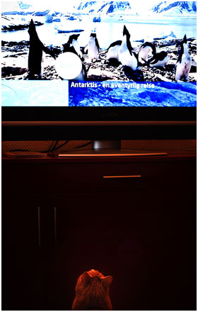 Foto: &copy; Leif Erling Aasan, "... et dyreprogram"